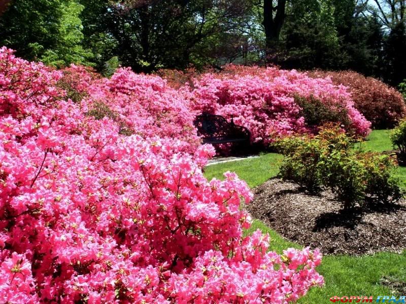 Ботанический сад Миссури в США