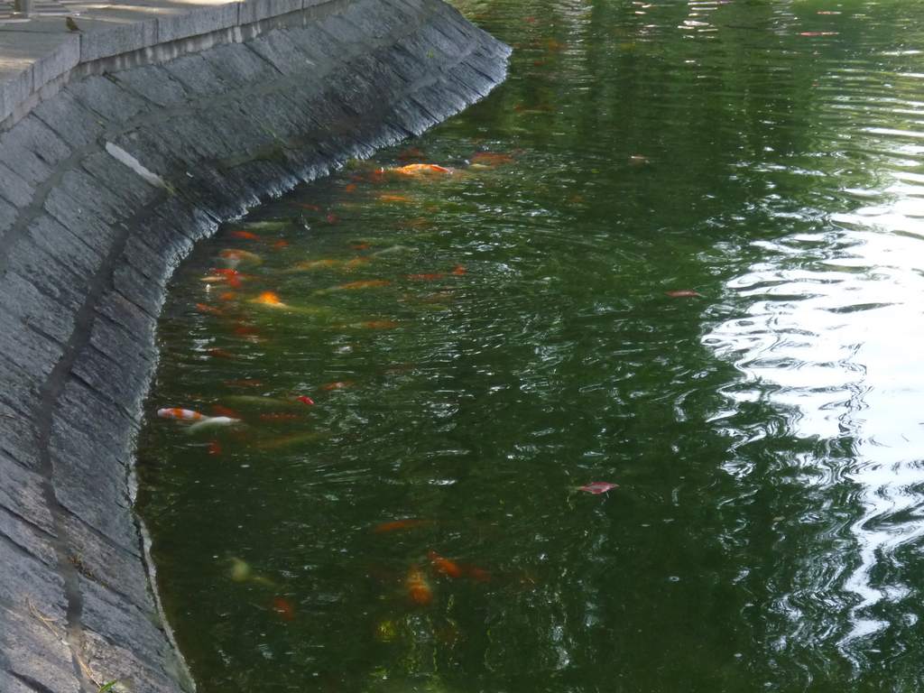 Красные рыбки в пруду