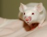 Мышь со склерозом вылечили при помощи стволовой клетки человека