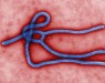 Исследователи из Японии разработали 30-минутный тест на вирус Эбола
